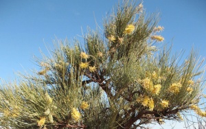 Corkwood or Bootlace Oak