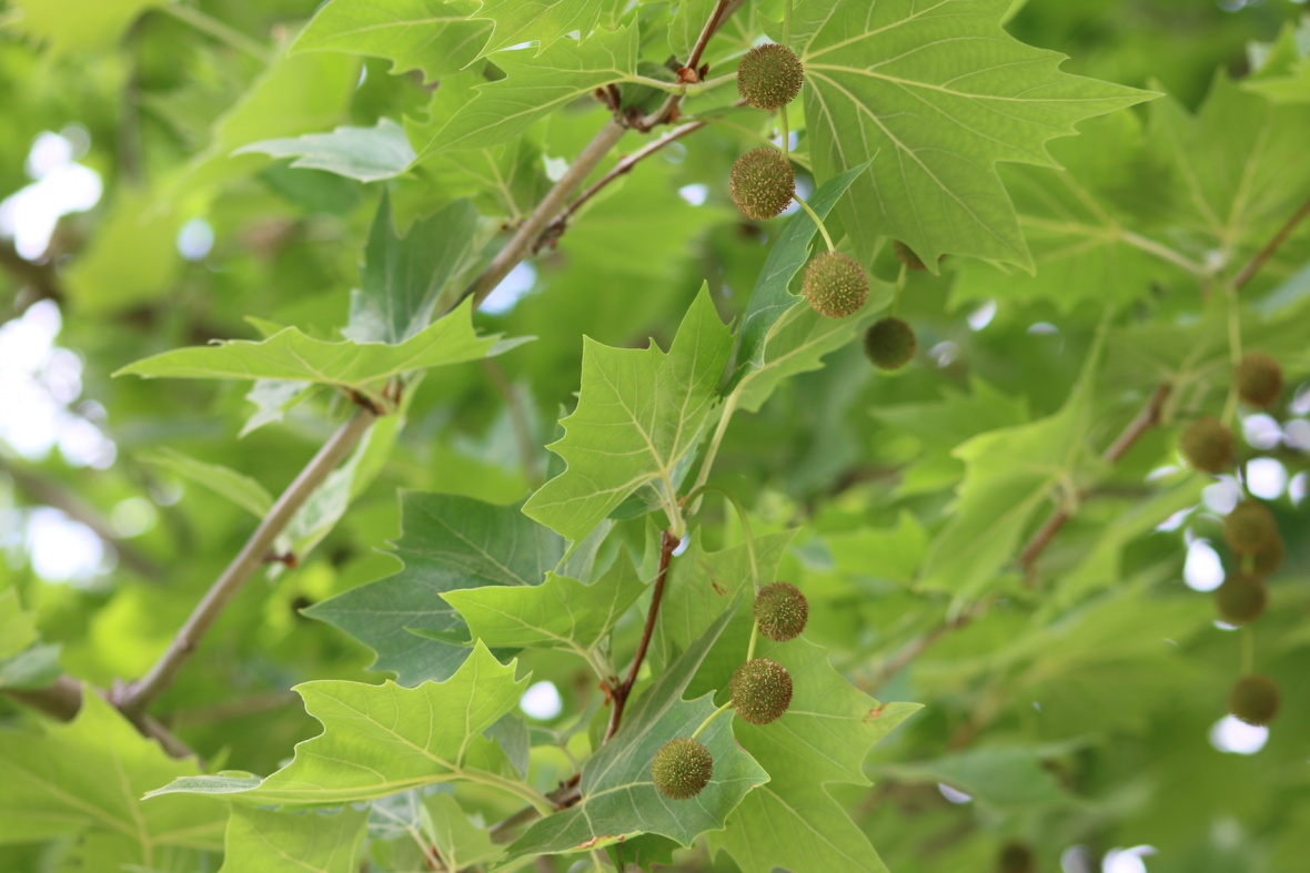 London Plane Tree ClimateWatch Australia Citizen Science App london-plane-tree-climatewatch-australia-citizen-science-app