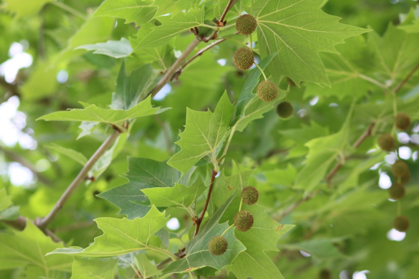 London Plane Tree Facts London Plane Tree Facts