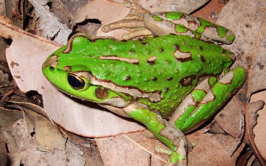 Motorbike Frog ClimateWatch Australia Citizen Science App