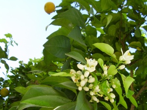 Aranis - Orange Tree