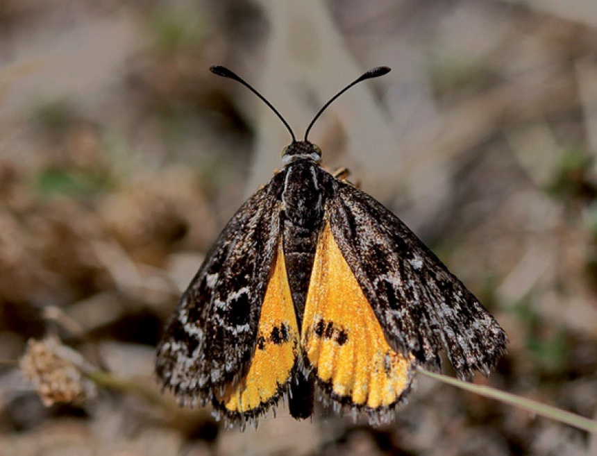 Golden Sun Moth - ClimateWatch Australia- Citizen Science App