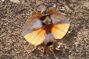 Frill-necked Lizard