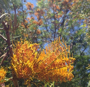 Silky Oak