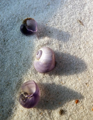 Violet Snail