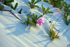 Native Morning-glory