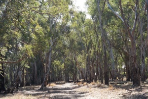 Reedy Swamp, Shepparton, VIC