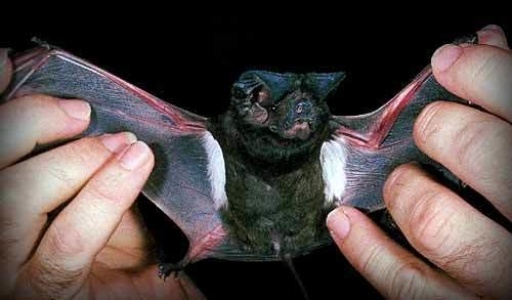 White-striped Bat