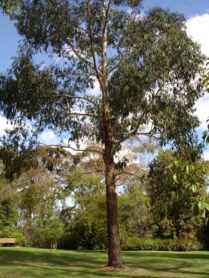Swamp Gum