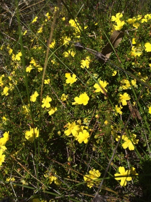 Native Buttercup