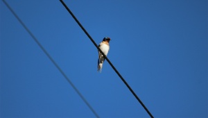 Welcome Swallow