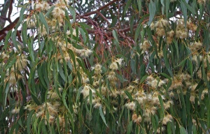 Ironbark