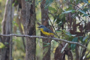 Eastern Yellow Robin