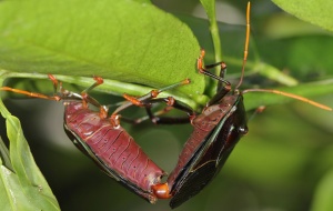 Bronze Orange Bug