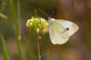 Cabbage White Butterfly
