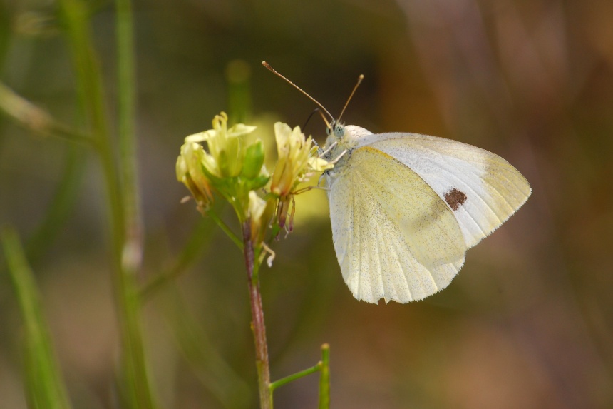 Cabbage White Butterfly ClimateWatch Australia Citizen Science App