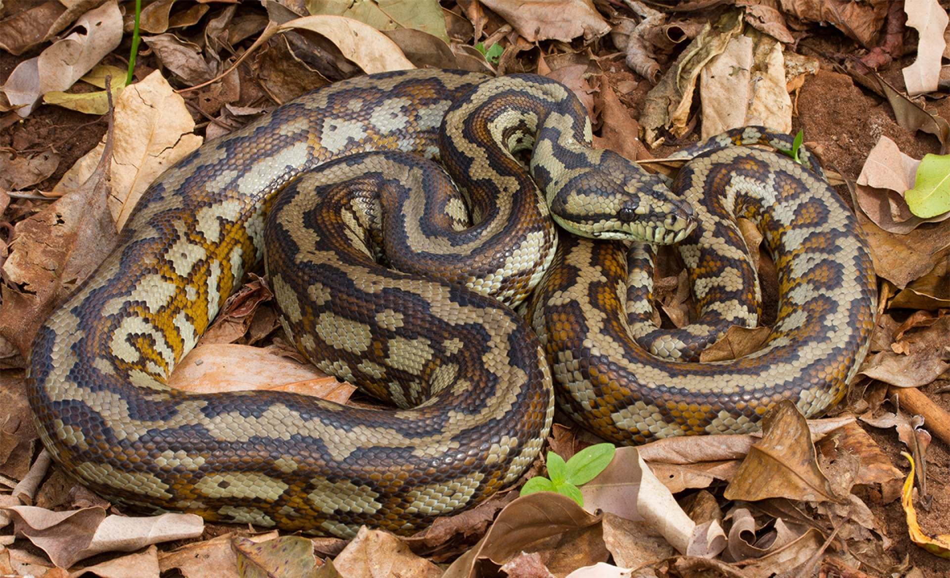 What is a Carpet Python? 2