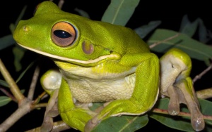 White-lipped Tree Frog