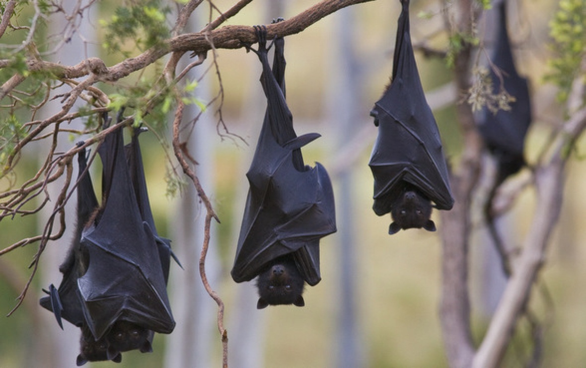 Flying-fox - ClimateWatch Citizen Science App