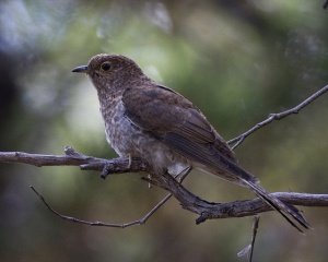 Fan-tailed Cuckoo