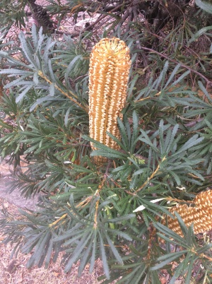 Silver Banksia