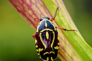 Fiddler Beetle
