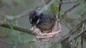 Grey Fantail building a nest