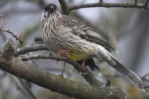 Red Wattlebird