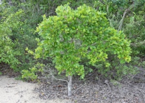 Australian Ebony