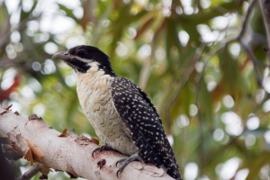 Eastern Koel female
