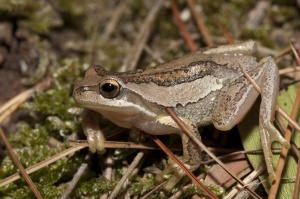 Southern Brown Tree Frog