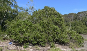 Grey Mangrove