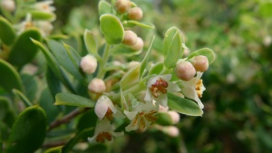 Tree Broom Heath