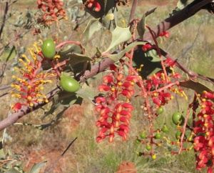 Wickham’s Grevillea