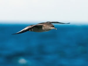 Short-tailed Shearwater