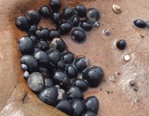 Black Nerite