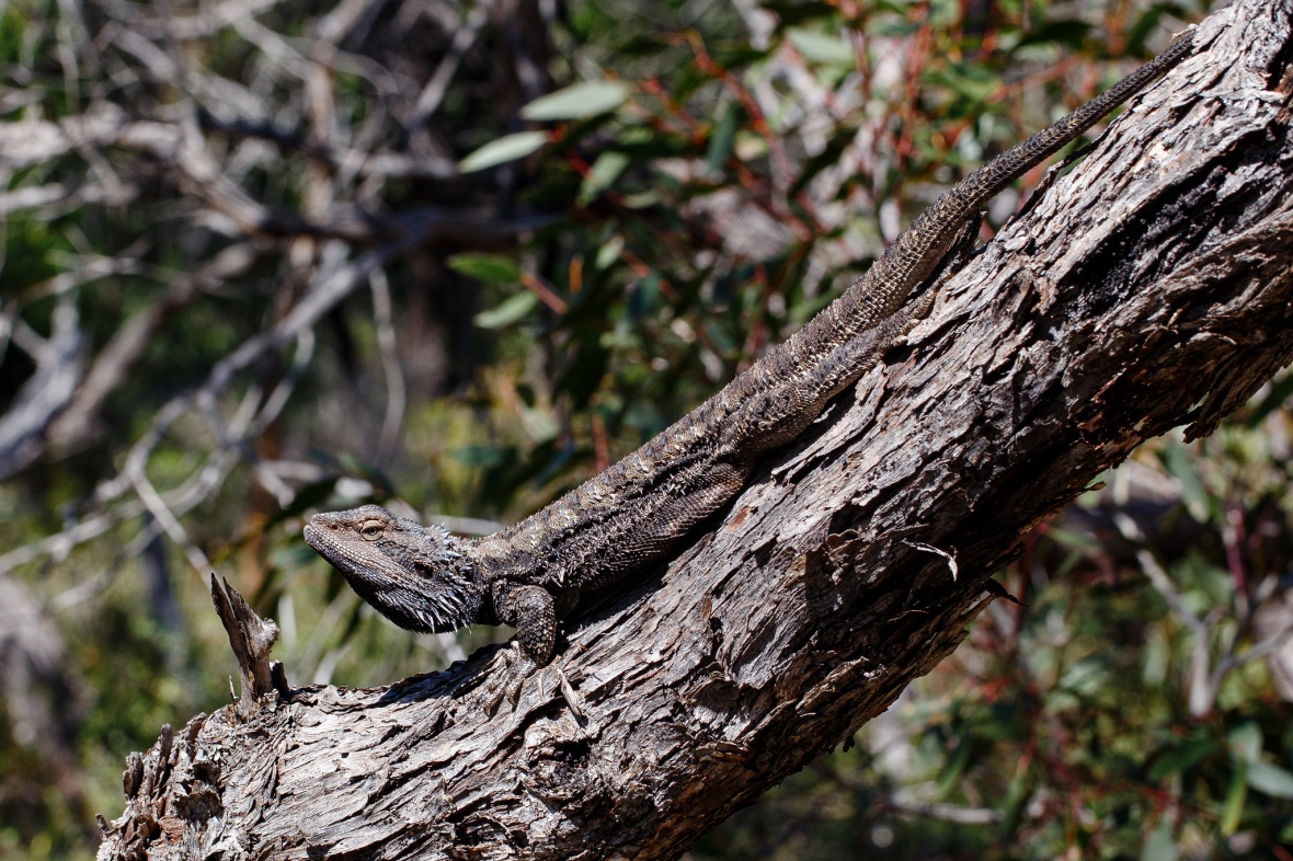 Eastern Bearded Dragon - ClimateWatch Australia- Citizen Science App