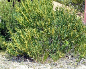 Sydney Golden Wattle