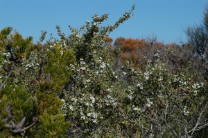 Coastal Tea Tree