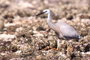 White-faced Heron