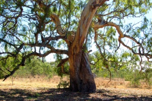 River Red Gum