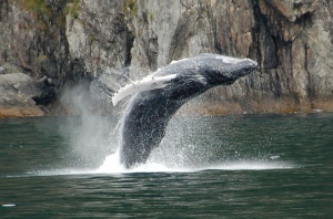 Humpback Whale