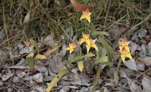 Cowslip Orchid