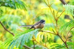 Grey Fantail