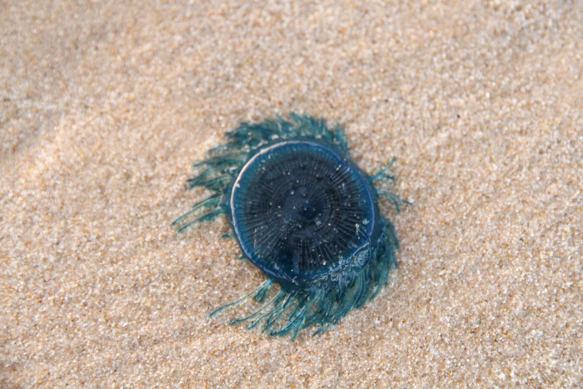 blue jellyfish species