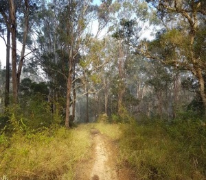 Cumberland Land Conservancy – Thornbill, NSW