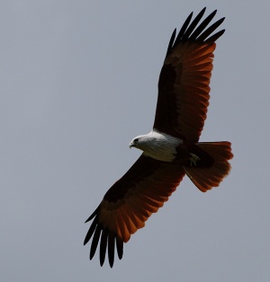 Brahminy Kite