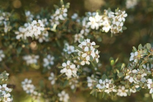 Coastal Tea-tree (Leptospermum laevigatum)