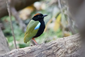 Rainbow Pitta