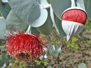 Gumblossom Reserve, WA